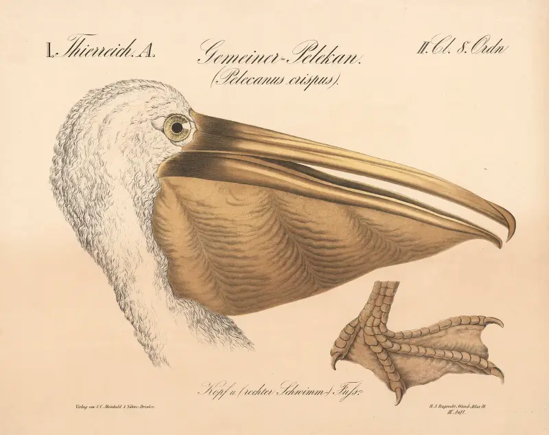 Gemeiner Pelikan. (Pelecanus crispus) von H.J. Ruprecht