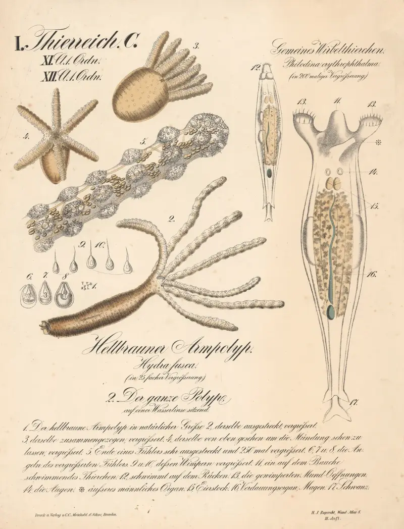 Gemeines Wirbelthierchen. Philodina crythrophtalma., Hellbrauner Armpolyp. Hydra fusca., Den ganze Polype, auf einer Wasserlinse sitzend av H.J. Ruprecht