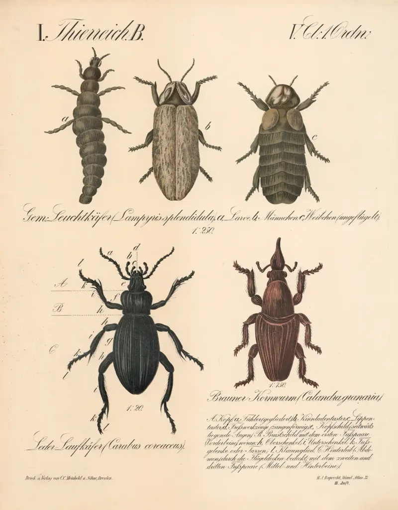 Gern; Leuchtkäfer (Lampyris splendi-dula), Leder Laufkäfer (Carabus coreaceus). Brauner Kornwurm (Calandra granaria) av H.J. Ruprecht
