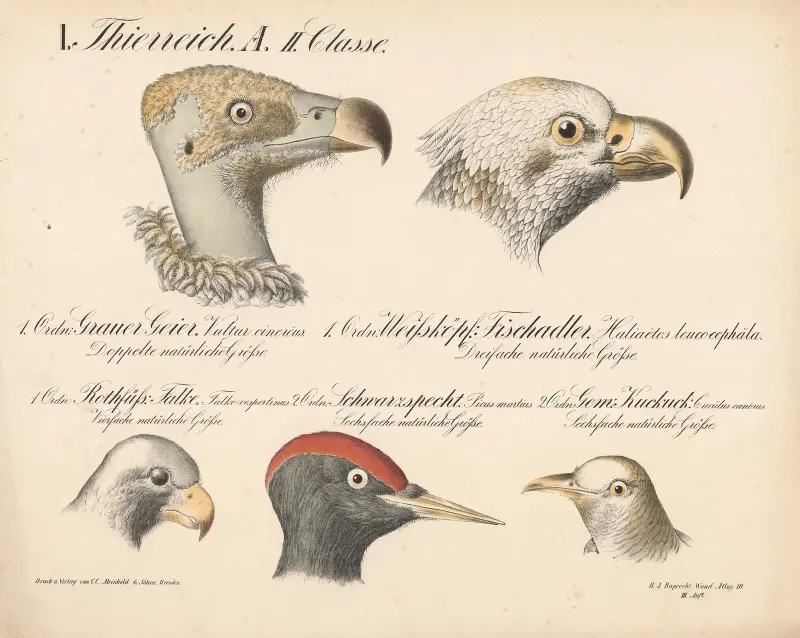 Grauer Geier … Weissköpf. Fischadler … Rothfüss. Falke … Schwarzspecht … Gem. Kuckuck … av H.J. Ruprecht