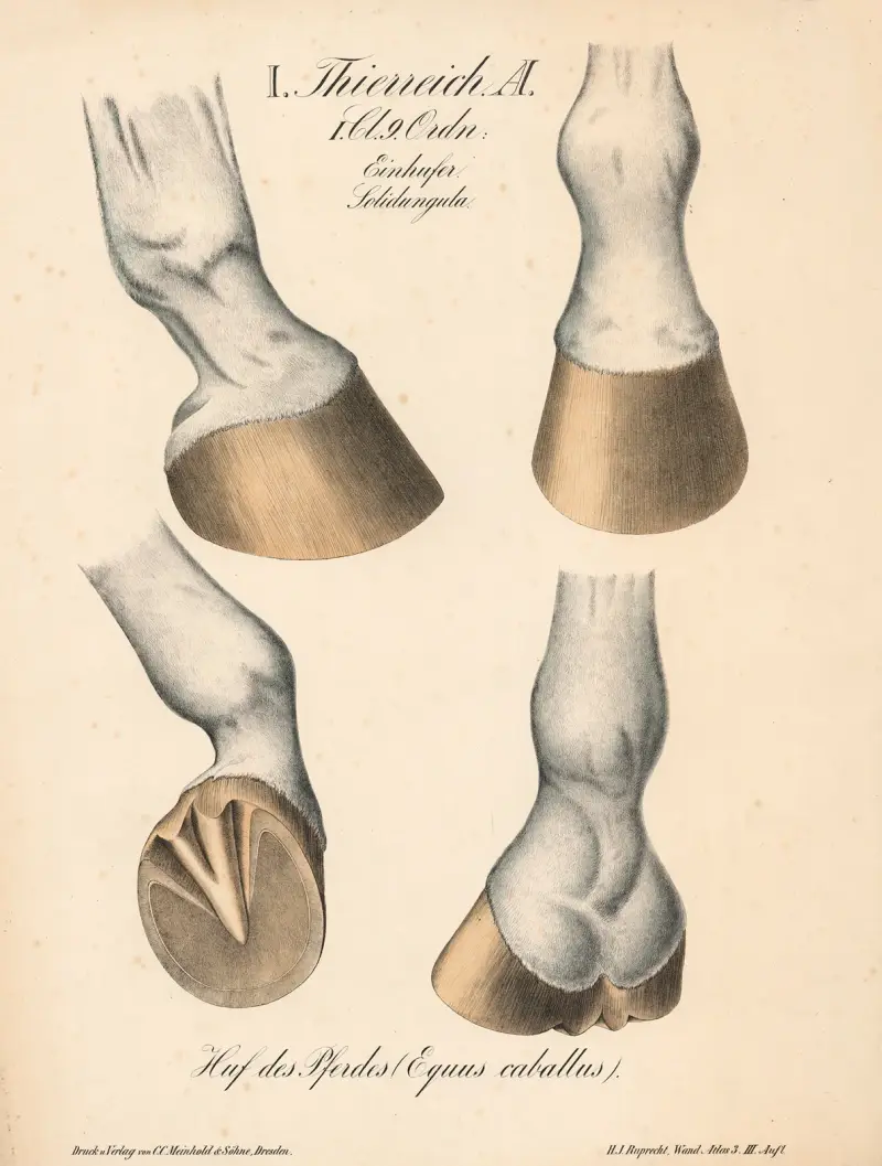 Hästens hov (Equus caballus) av H.J. Ruprecht