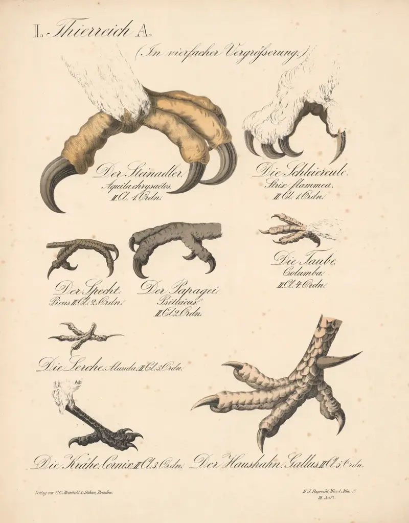 I. Thierreich A. (vierfach vergrößert) von H.J. Ruprecht