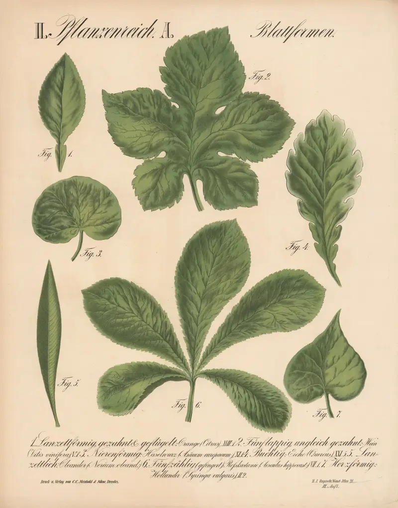 II. Pflanzenreich. A. Blattformen., 1870 – nr 2 av H.J. Ruprecht