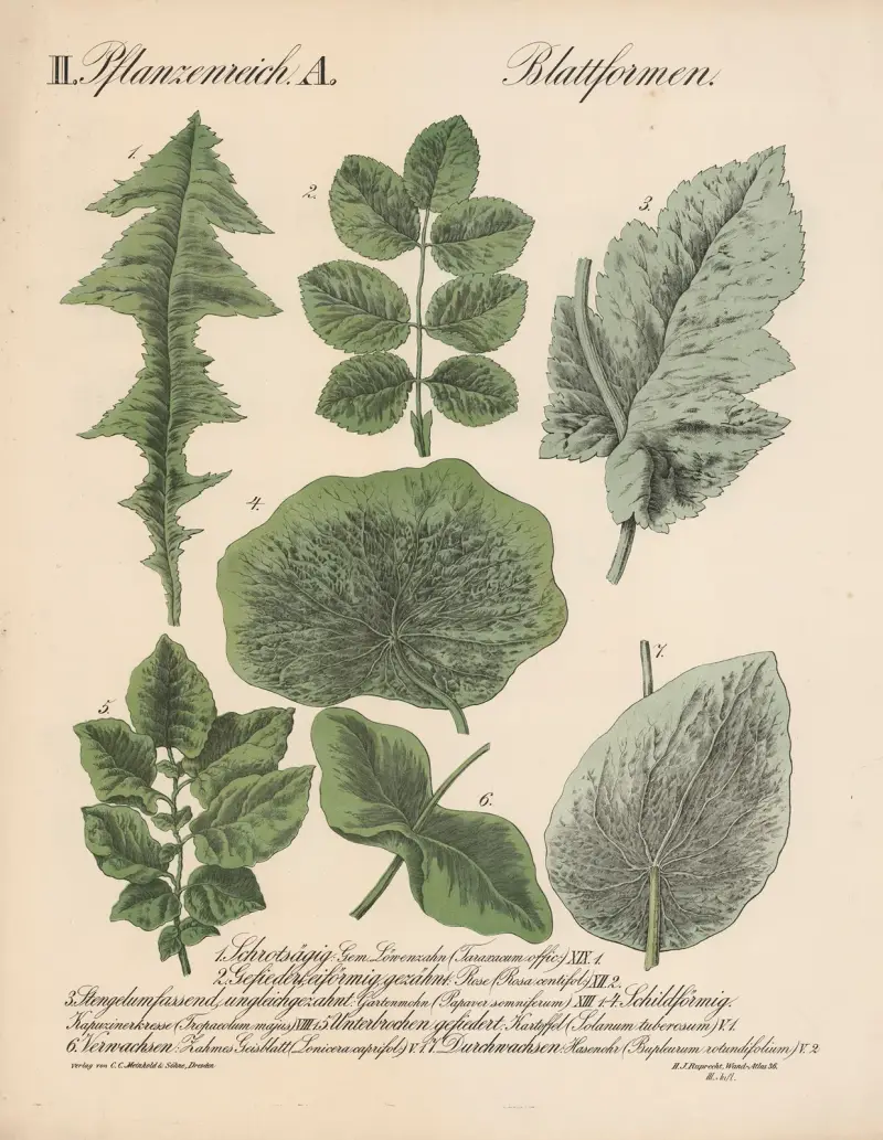 II. Pflanzenreich. A. Blattformen., 1870 – nr 1 av H.J. Ruprecht