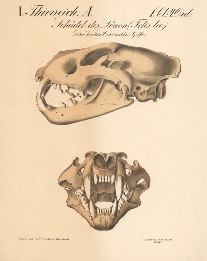 Lebka lva (Felis leo.), H.J. Ruprecht