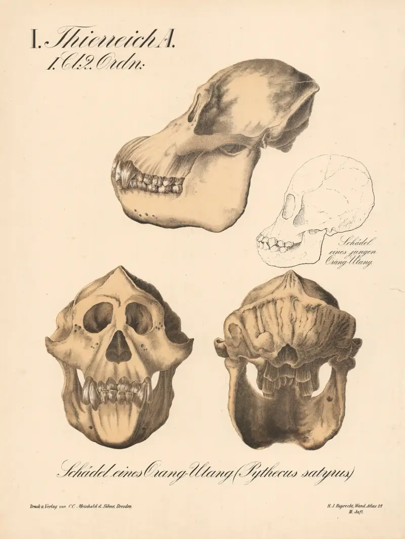 Lebka orangutana (Pythecus satyrus), H.J. Ruprecht