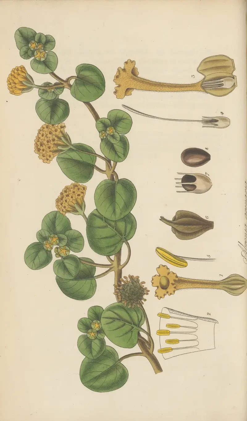 Abronia arenaria, William Jackson Hooker