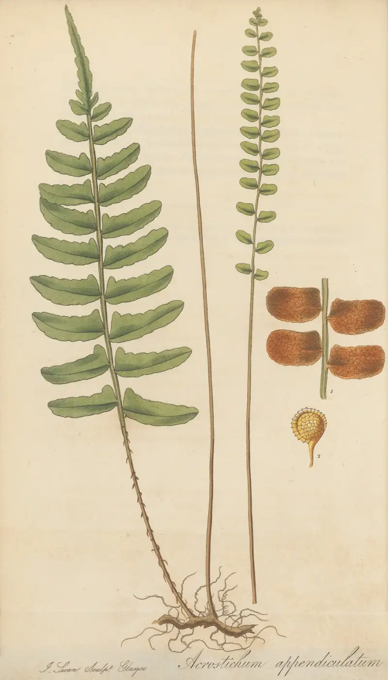 Acrostichum appendiculatum, 1823 von William Jackson Hooker