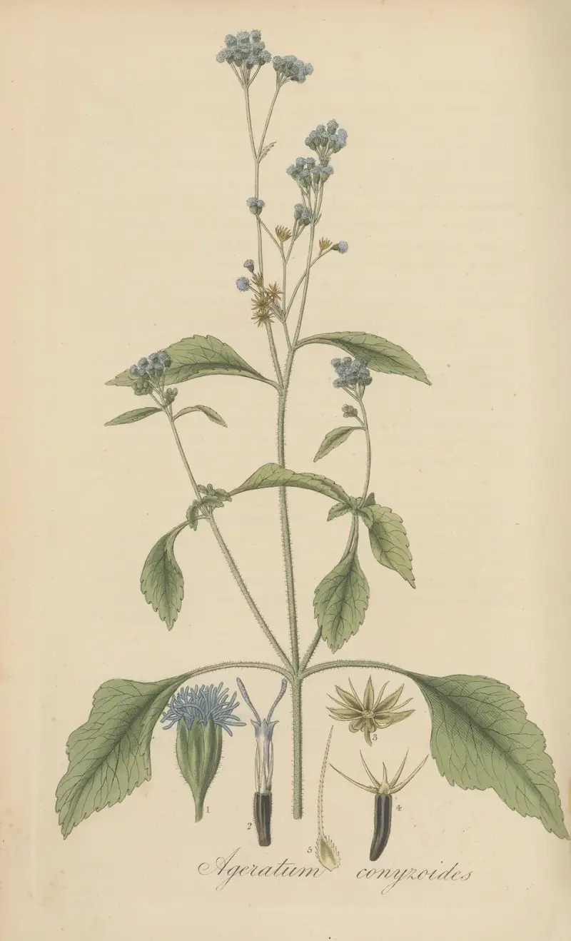 Ageratum conyzoides, William Jackson Hooker