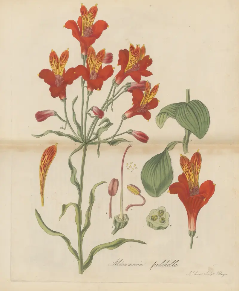 Alstroemeria pulchella, William Jackson Hooker