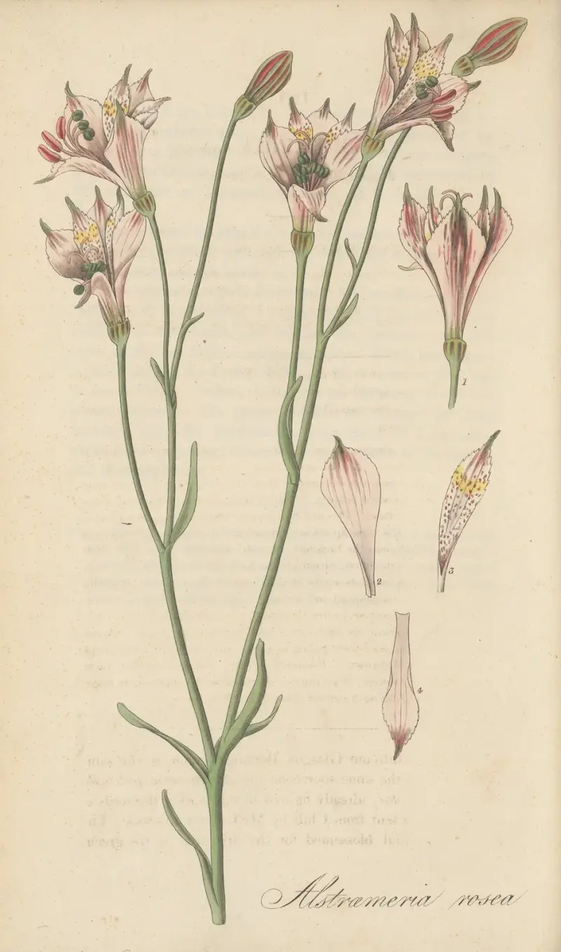 Alstroemeria rosea, William Jackson Hooker