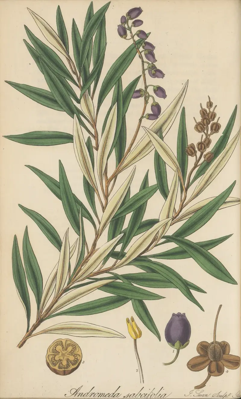 Andromeda salicifolia von William Jackson Hooker
