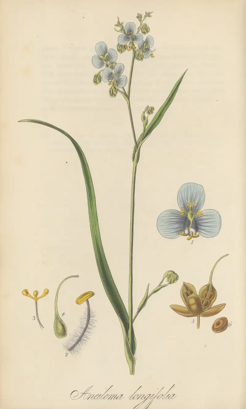 Aneilema longifolia, William Jackson Hooker