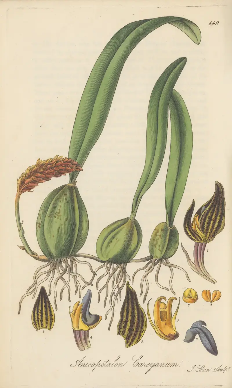 Anisopetalum Careyanum, William Jackson Hooker