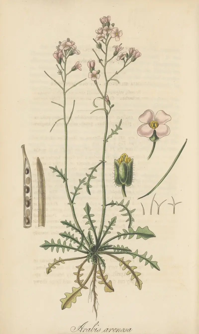 Arabis arenosa, William Jackson Hooker
