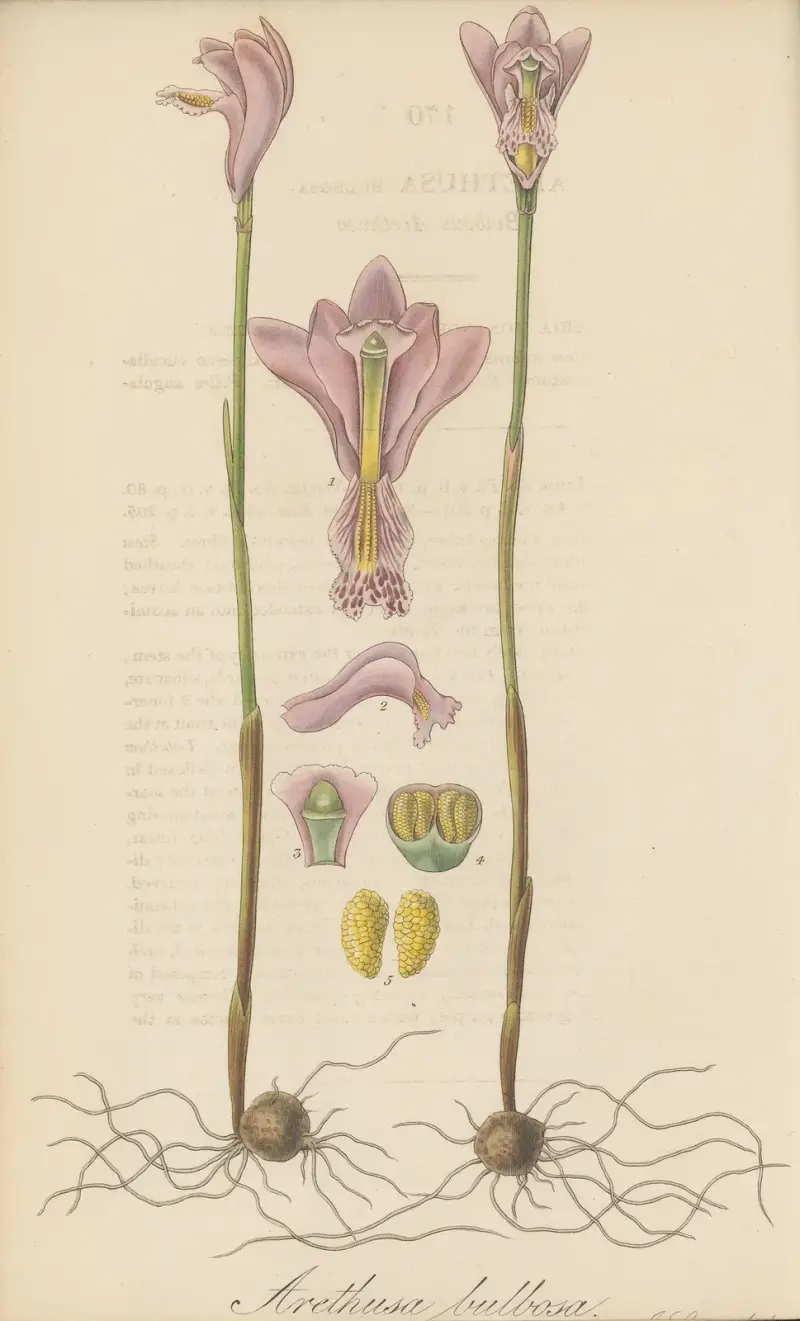 Arethusa bulbosa, William Jackson Hooker