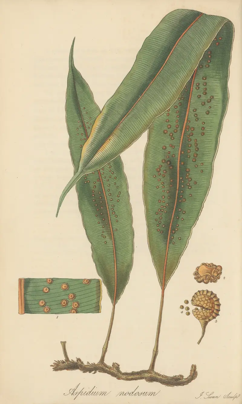 Aspidium nodosum, William Jackson Hooker