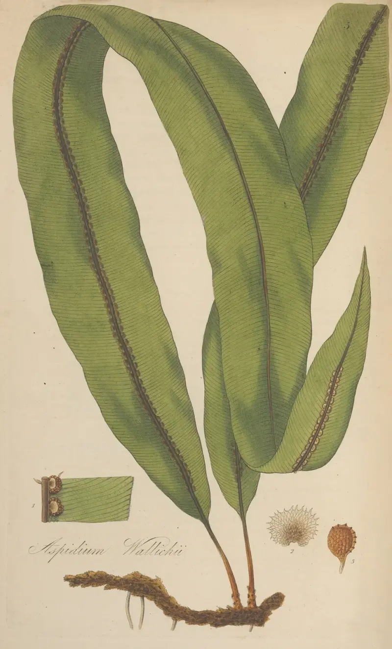 Aspidium Wallichii, William Jackson Hooker