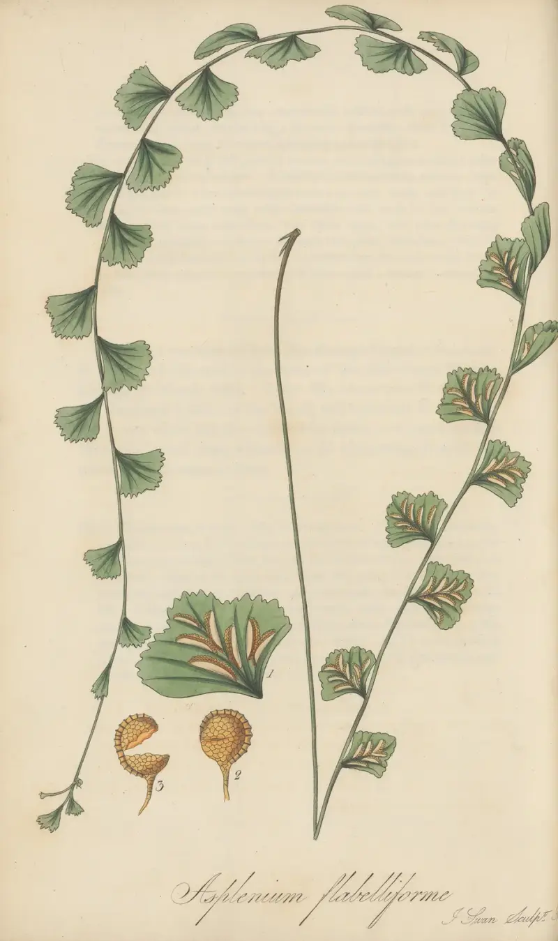 Asplenium flabelliforme, William Jackson Hooker