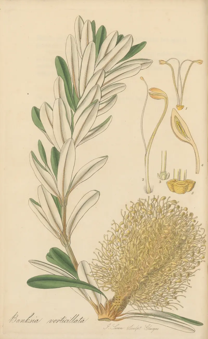 Banksia verticillata, William Jackson Hooker