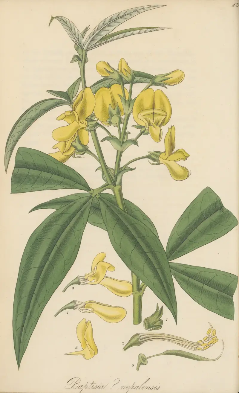 Baptisia nepalensis, William Jackson Hooker