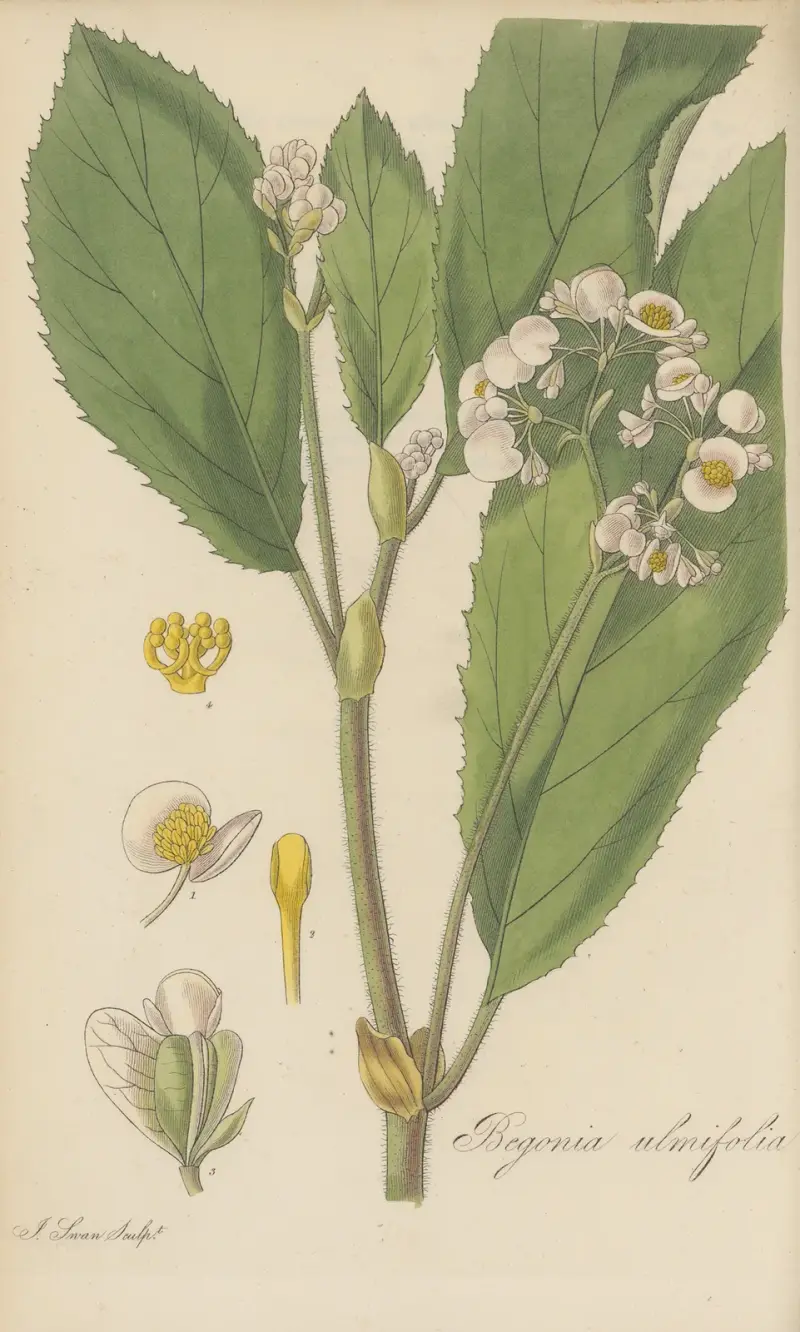 Begonia ulmifolia, William Jackson Hooker