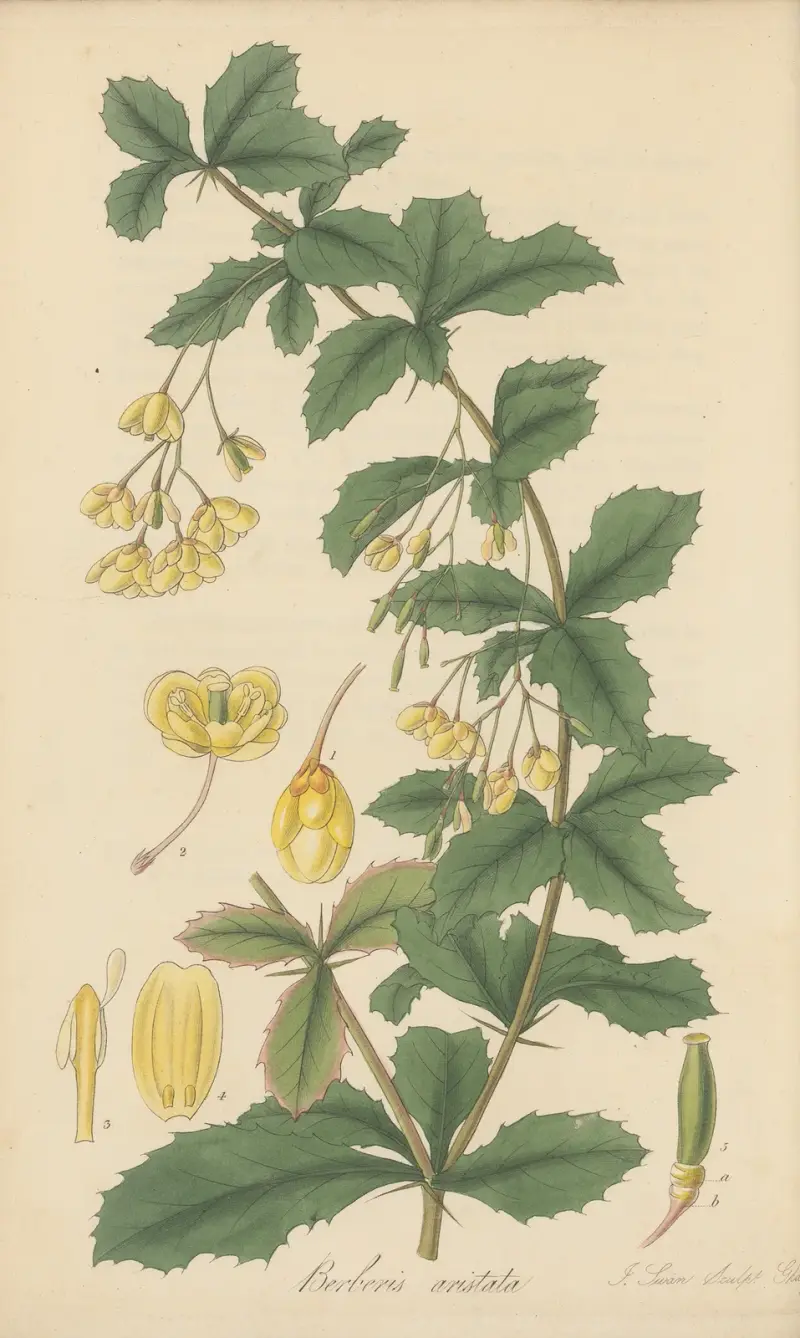 Berberis aristata, William Jackson Hooker