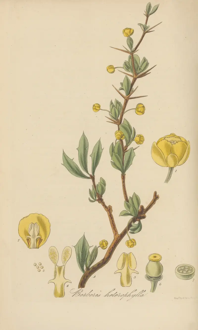 Berberis heterophylla, William Jackson Hooker