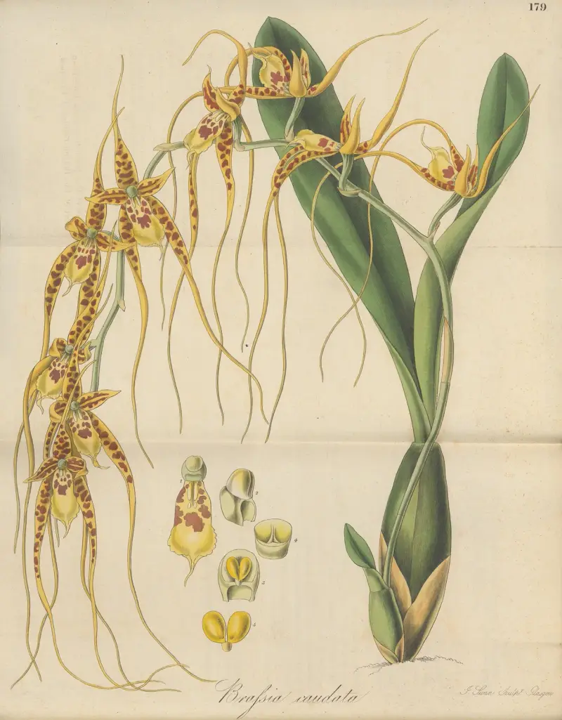 Brassia caudata, William Jackson Hooker