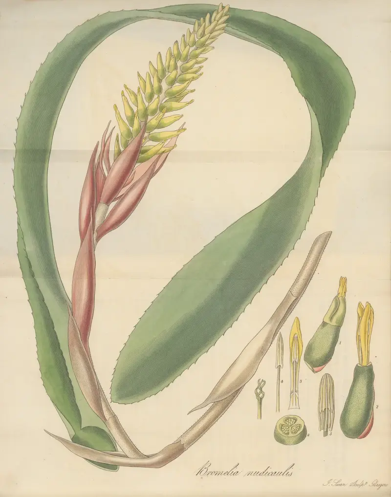 Bromelia nudicaulis, William Jackson Hooker