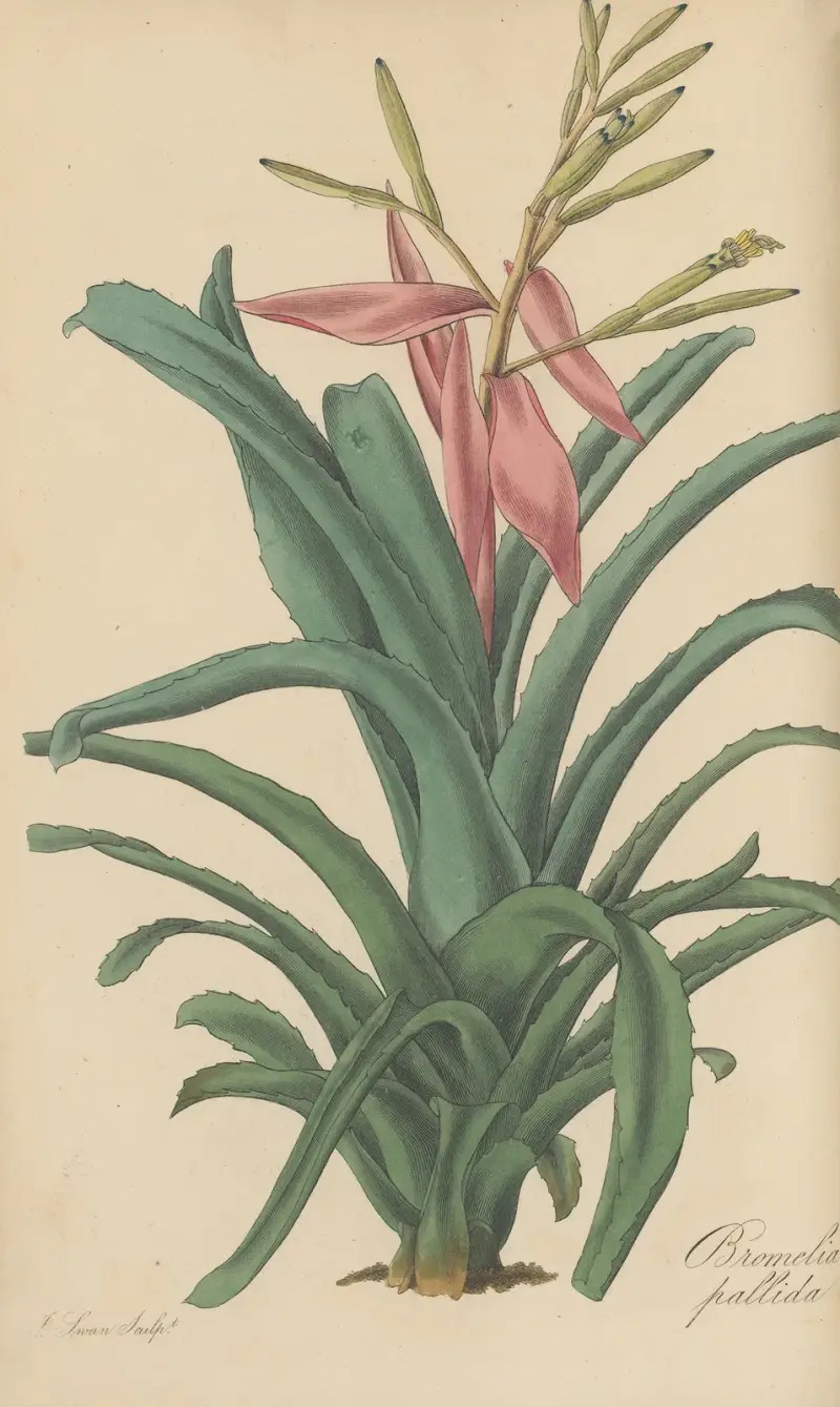 Bromelia pallida, 1823 – Nr. 2, William Jackson Hooker