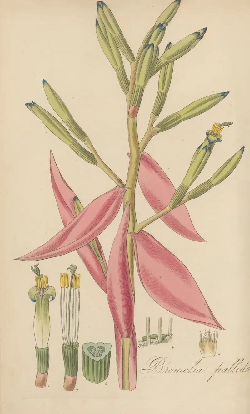 Bromelia pallida, 1823 – Nr. 1 von William Jackson Hooker