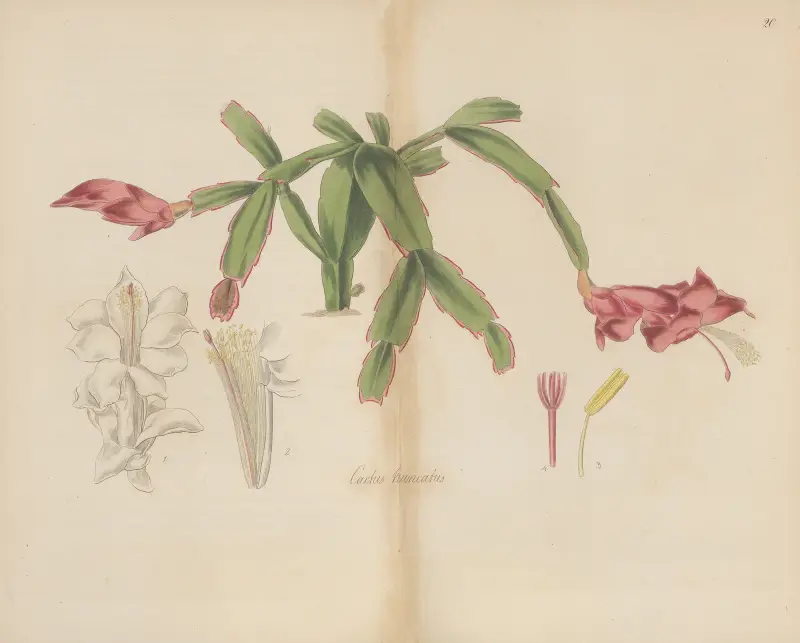 Cactus truncatus, William Jackson Hooker