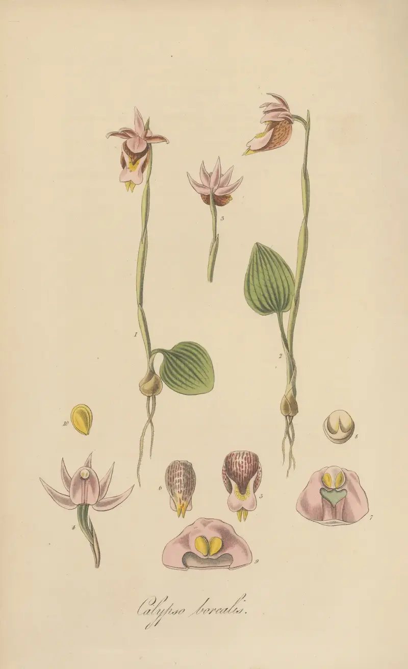 Calypso borealis, William Jackson Hooker