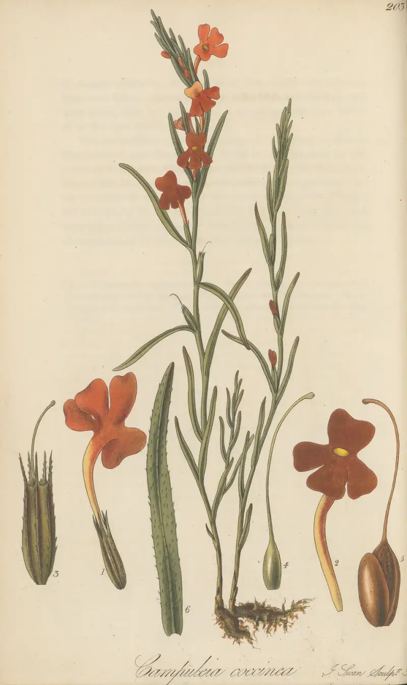 Campuleia coccinea, William Jackson Hooker
