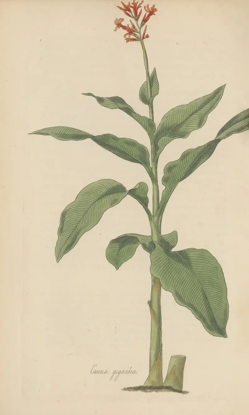 Canna gigantea, 1823 – Nr. 2, William Jackson Hooker