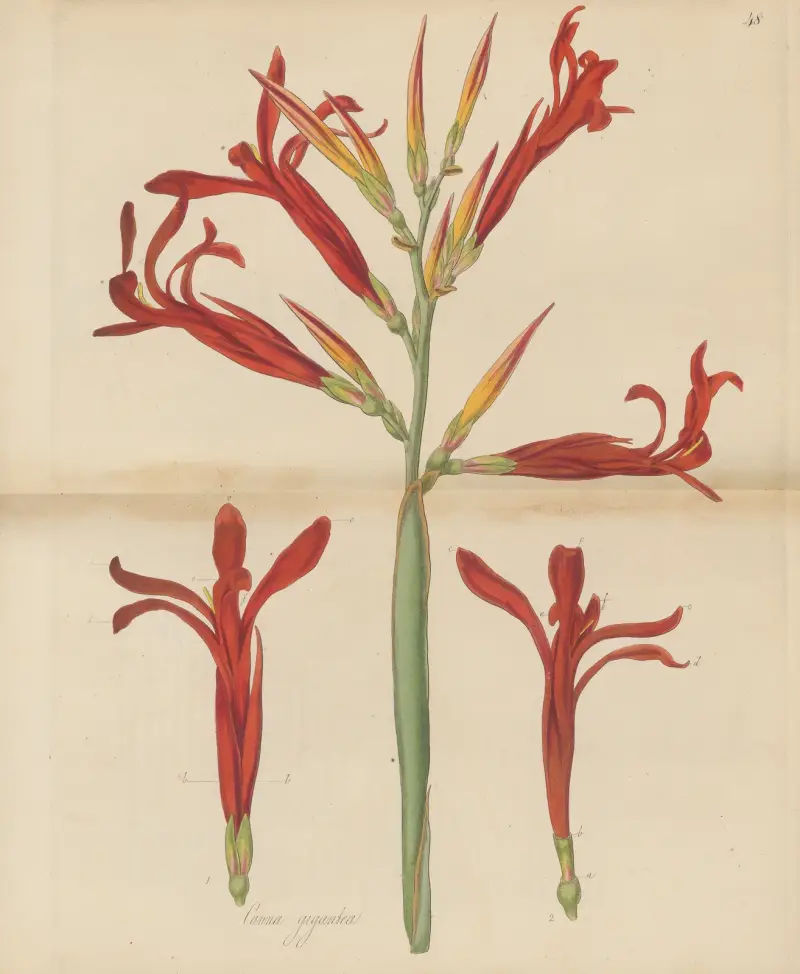 Canna gigantea., 1823 – Nr. 1 von William Jackson Hooker
