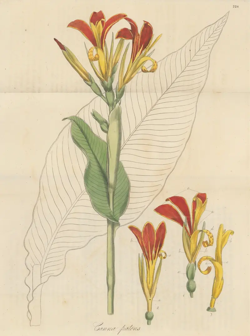 Canna patens, William Jackson Hooker