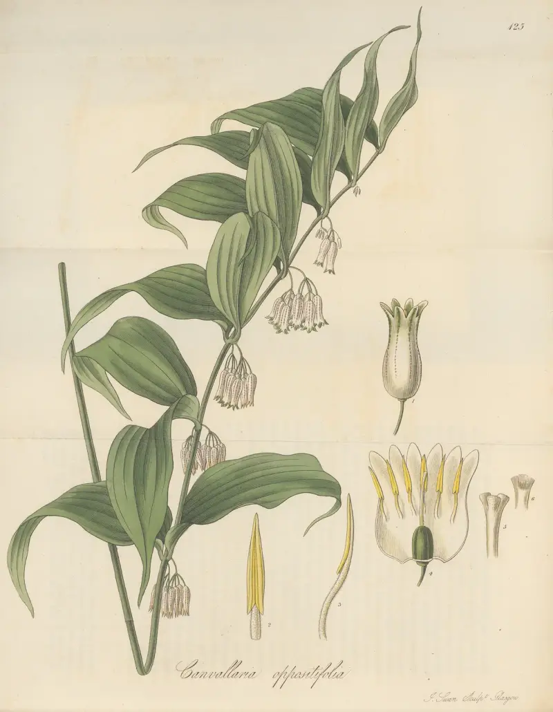 Canvallaria oppositifolia, William Jackson Hooker
