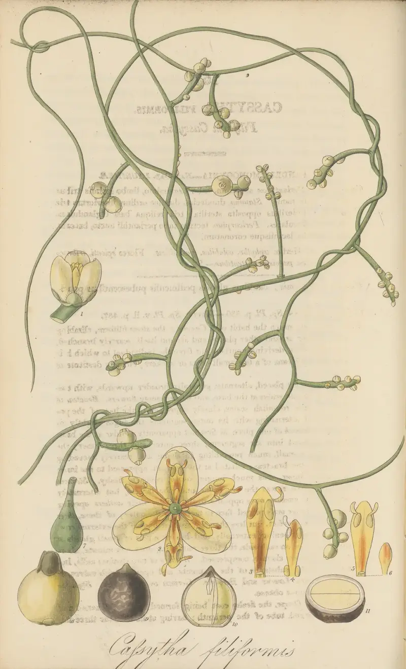 Cassytha filiformis, William Jackson Hooker