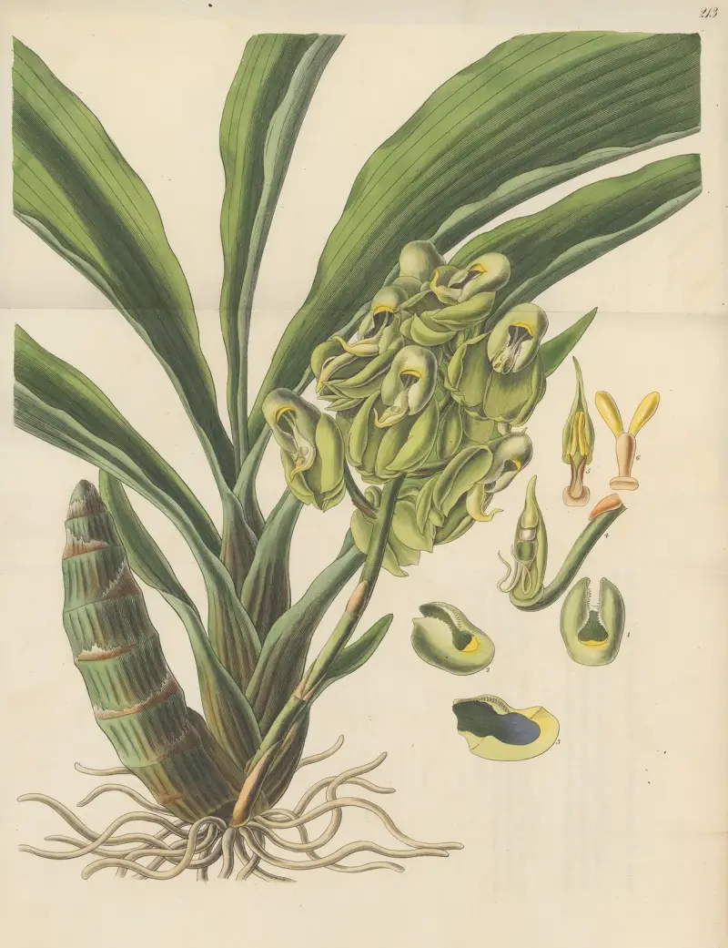 Catasetum semiapertum, William Jackson Hooker