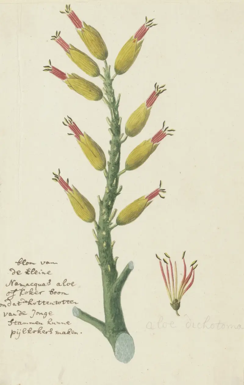 Aloe dichotoma (Köcherbaum) von Robert Jacob Gordon