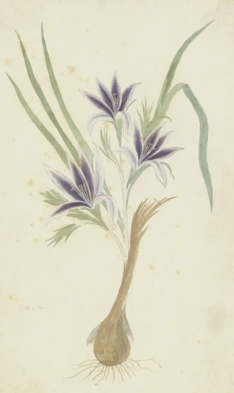 Babiana sambucina (Jacq.) Ker Gawl. (Bobbejaantje) von Robert Jacob Gordon