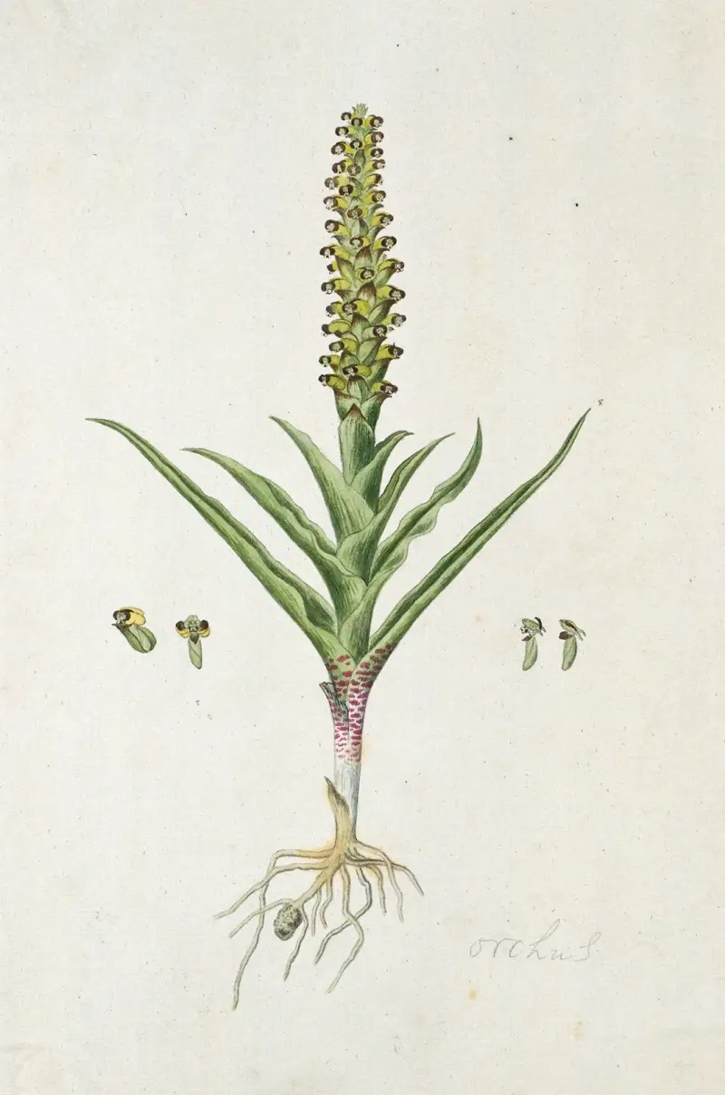 Corycium orobanchoides (L.f.) Swartz von Robert Jacob Gordon