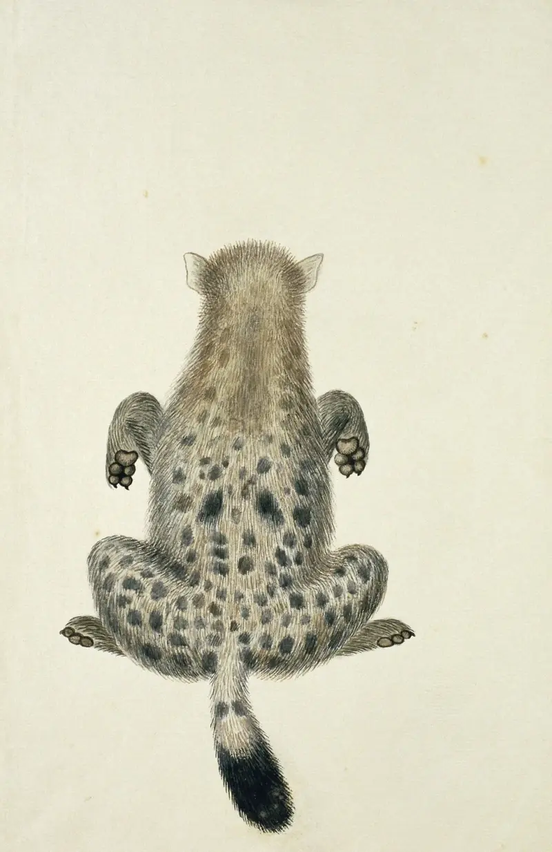 Crocuta crocuta (Tüpfelhyäne) von Robert Jacob Gordon