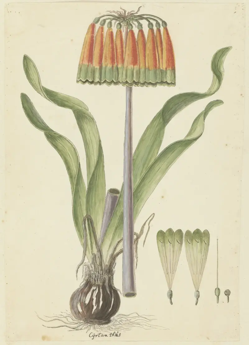 Cyranthus obliquus (Knysna-Lilie) von Robert Jacob Gordon