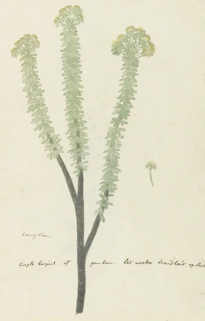 Euryops lateriflorus (L.f.) DC. (Cape gumtree), Robert Jacob Gordon