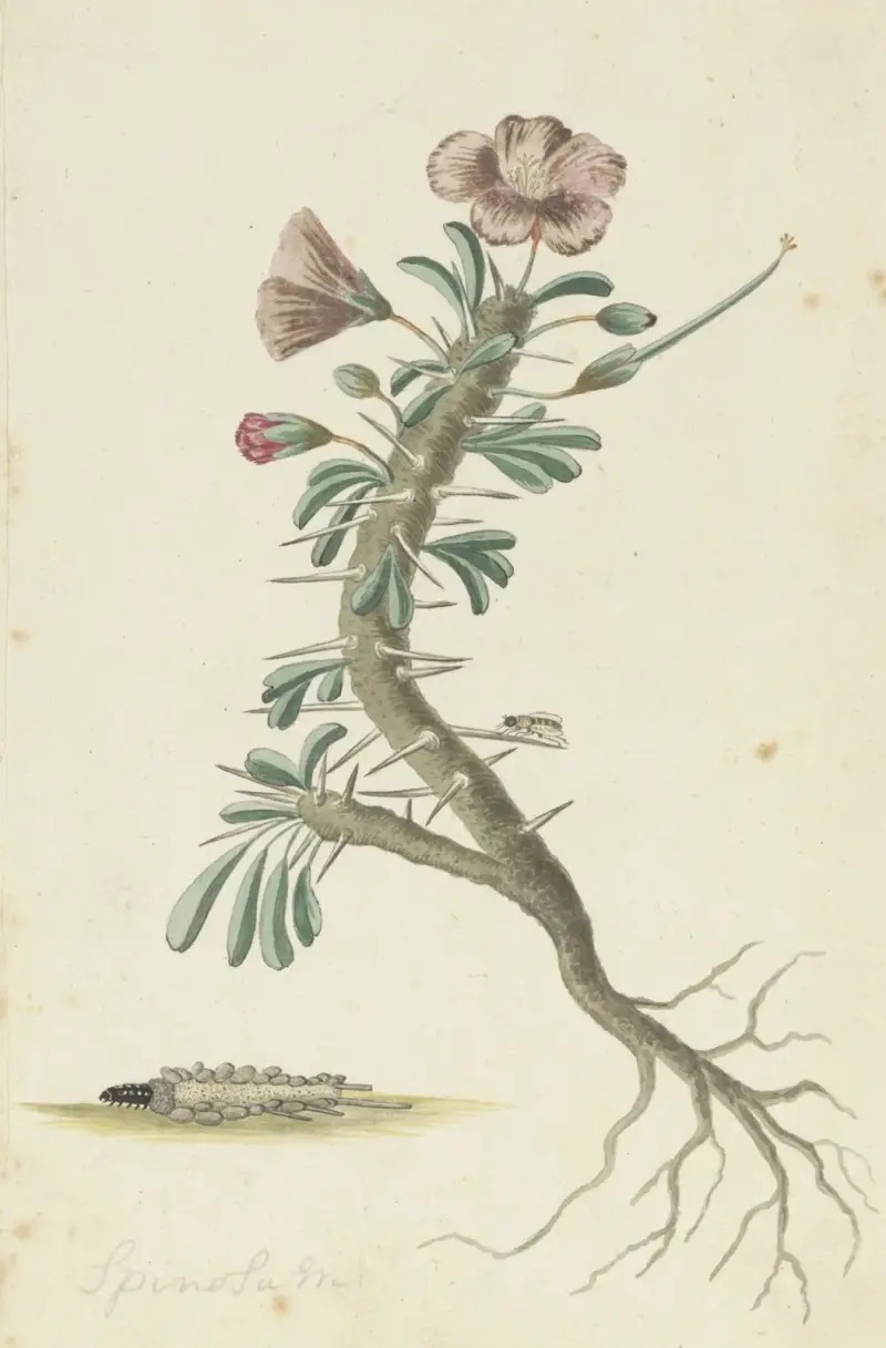 Geranium spinosum von Robert Jacob Gordon