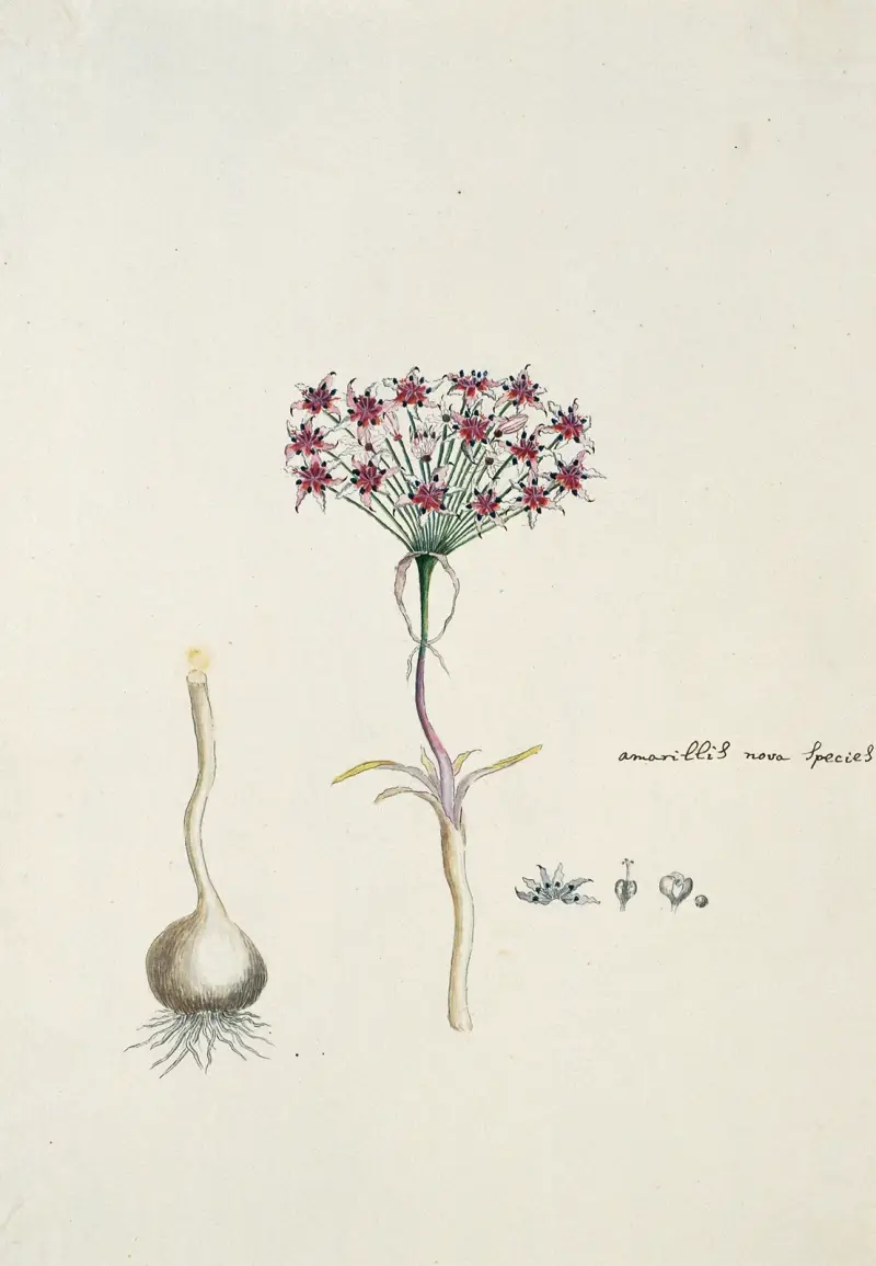 Hessea cinnamomea (L’Hérit.) Durand & Schinz. (umbrella lily) av Robert Jacob Gordon