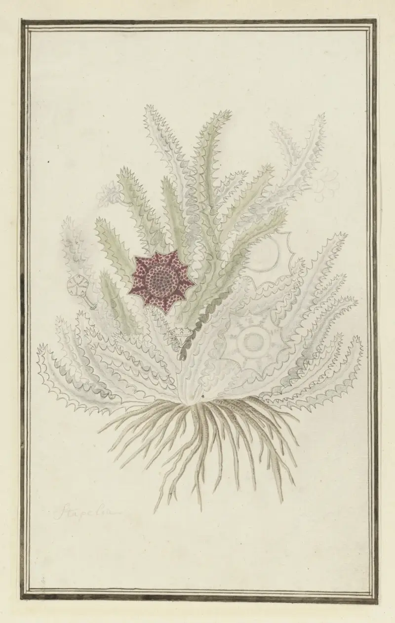Huernia guttata (Masson) Haw. (Stapelia guttata) av Robert Jacob Gordon